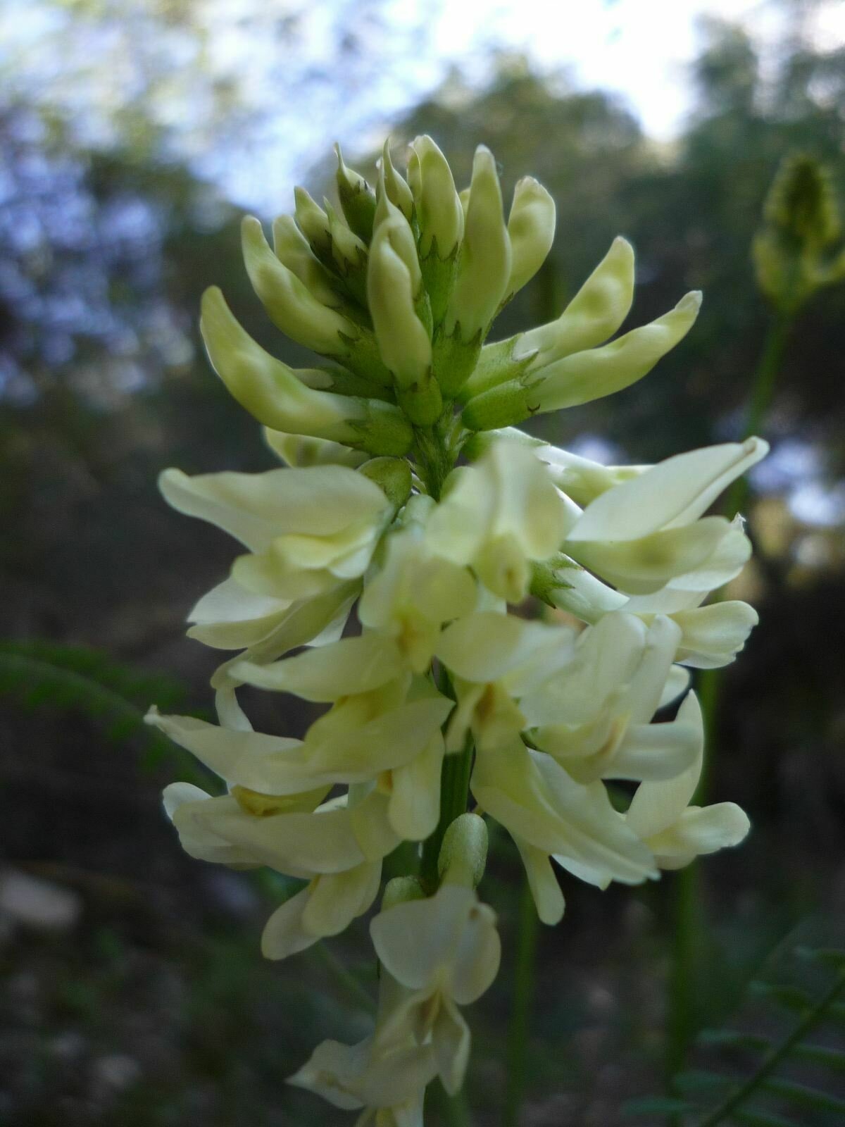 High Resolution Astragalus trichopodus Flower